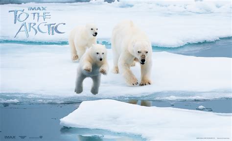 Download Ice Antarctica Polar Bear Bear Arctic Movie To The Arctic Wallpaper