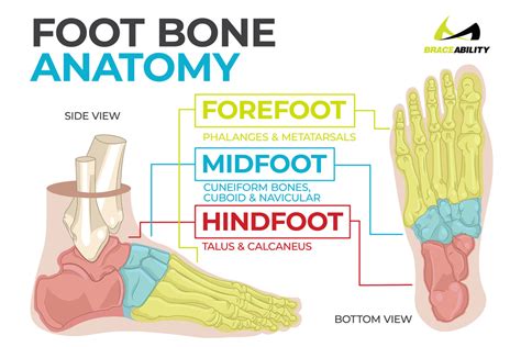 Custom Orthotics For Metatarsalgia (Ball Of Foot Pain) | lupon.gov.ph