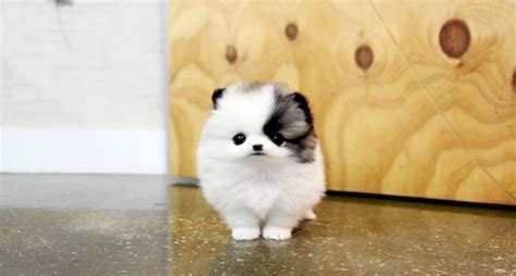 Miniature Teacup Pomeranian Husky