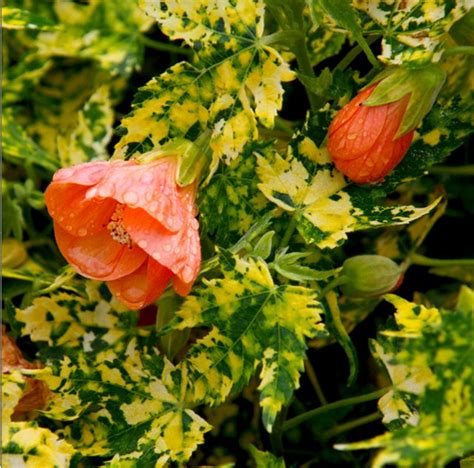 Flowering Maple Plant Info and Easy Care Guide | Hunker