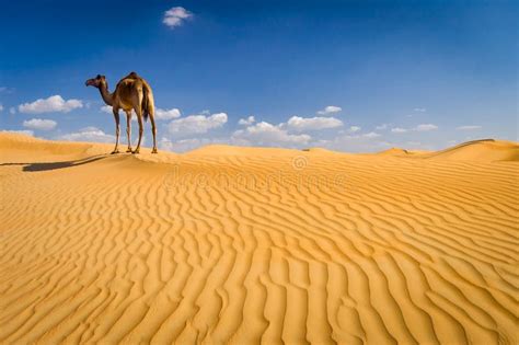 Camel on Sand Dune Outside Dubai, UAE Stock Image - Image of dune, ship: 186254969