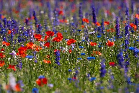 PhotosBySpace: Texas Wildflowers