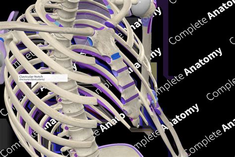 Clavicular Notch (Left) | Complete Anatomy