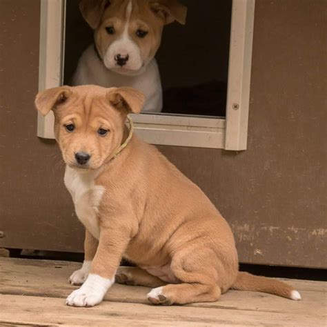 Basenji Puppies For Sale | Los Angeles, CA #328518