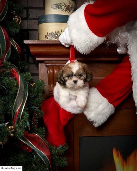 Shih Tzu Christmas Wallpaper - WallpaperSafari