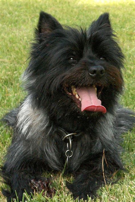 Cairn Terrier - Puppies, Rescue, Pictures, Information, Temperament, Characteristics | Animals ...