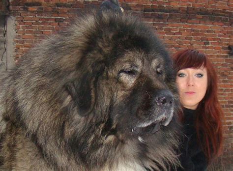 FrstHand | Caucasian Mountain Dog - The Bear Hunter