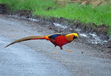 Pixie Birding: The Golden Pheasant of the Wolferton Triangle - an update!