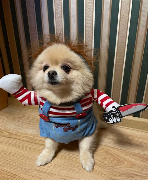 Chucky Dog Costume - JDGOSHOP - Creative Gifts, Funny Products ...