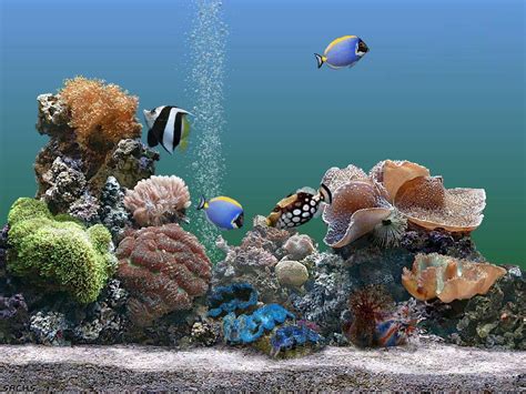 🔥 [50+] Free 3D Aquarium Wallpapers | WallpaperSafari