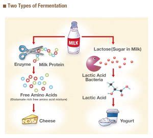 It’s not off, it’s fermented—microorganisms can preserve foods – Ajinomoto®