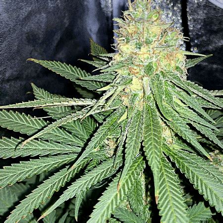 Stardawg Seeds | Free Shipping | Expert Seed Bank