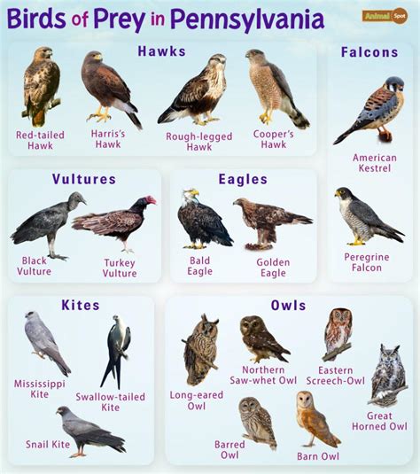 Birds of Prey in Pennsylvania – Facts, List, Pictures