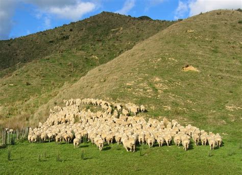 Woolshed 1: Sheep farming in New Zealand. Missing sheep – where do they go?