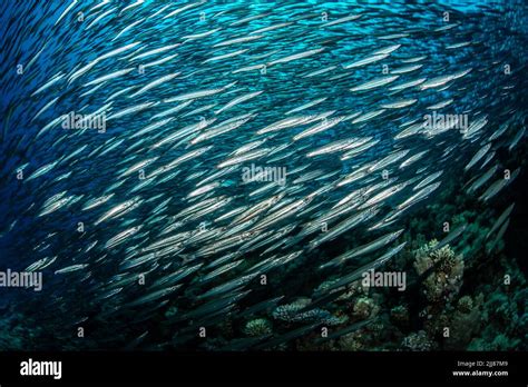 Coral reef scenery Stock Photo - Alamy