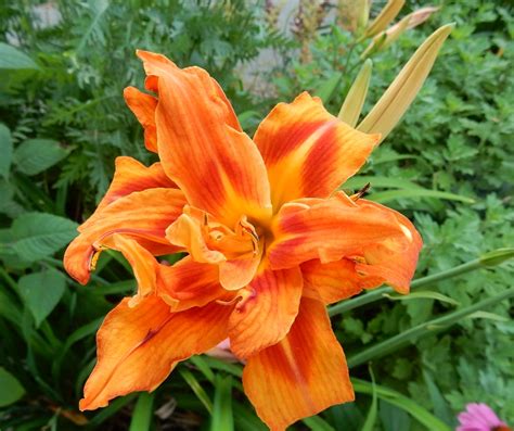 7-16 double orange daylily - Commonweeder