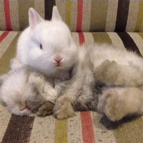 158 best Sleeping bunnies images on Pinterest | Rabbits, Bunnies and Baby bunnies