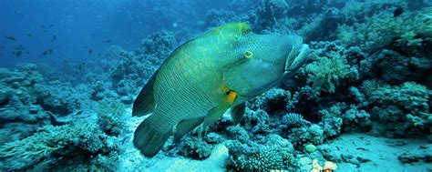 Humphead Wrasse | Endangered Species | Animal Planet