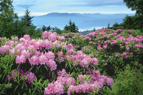 Rhododendron | Ornamental plants, Rhododendron, Wild flowers