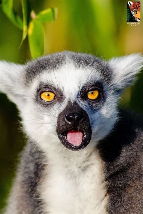 Did you know lemurs have two tongues? Their second tongue is called an "under-tongue" and ...