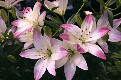 Lily Flower Meaning & Symbolism | Bouqs Blog