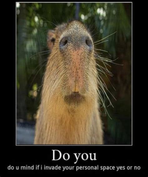 16 Capybara Memes, Both Funny And Cute | Know Your Meme