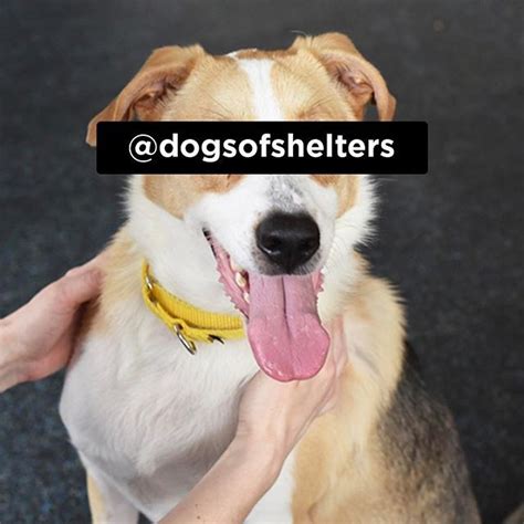 ADOPTABLE DOG: Learn more about Ozzie via @dogsofshelters and follow ...