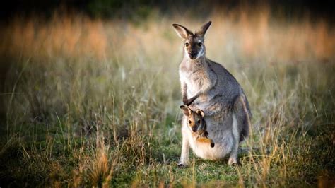 10 Awesome Kangaroo Facts You Never Knew