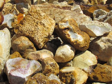 Fossil Coral - T-Rocks in Quartzsite