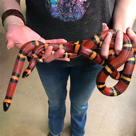 My beautiful Mexican milk snakes from my breeding room at Reptile ...