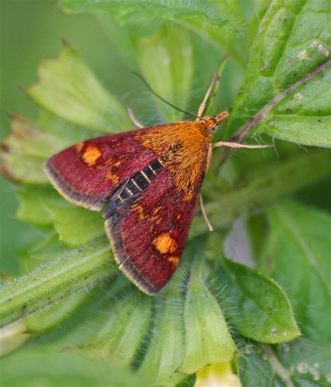 Al Fredericksson — Pyrausta Aurata Moth & Gatekeeper Butterfly