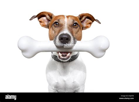 dog with a white bone Stock Photo - Alamy