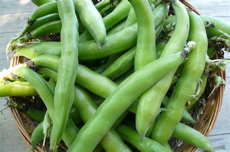 Fava Beans | Recipes from Nash's Organic Produce