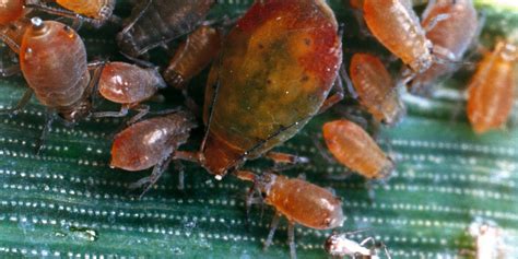 Aphid identification: 7 top tips for pinpointing pests