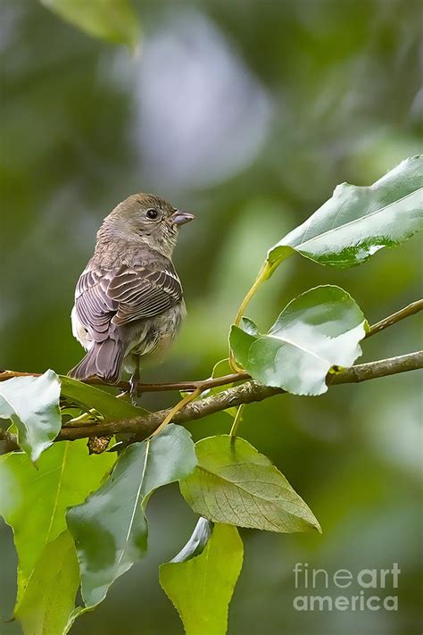 Lazuli Bunting female 2 Photograph by Sharon Talson - Fine Art America