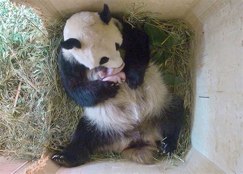 Giant Panda gives birth to twins | MiNDFOOD