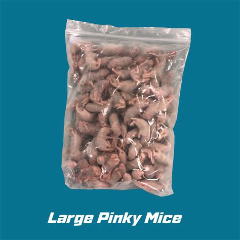 Pinky Mice - Large | 100 Count – Polar Rodents