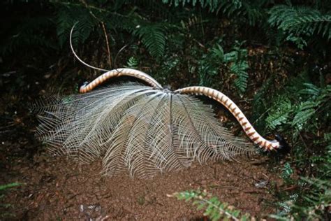 Superb Lyrebird - BirdForum Opus | BirdForum