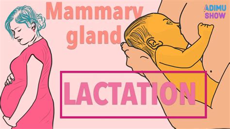 Lactation | Mammary Gland | Reproductive System - YouTube