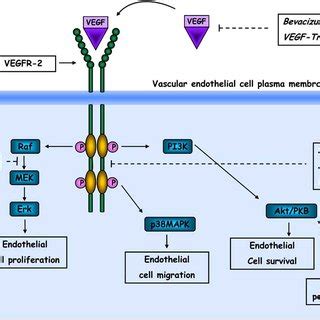 Mechanism of action of maintenance immunosuppressive agents. The scheme ...