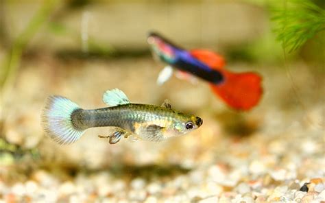 TOP 10 Attractive Guppy Tank Mates (A Comprehensive Guide)