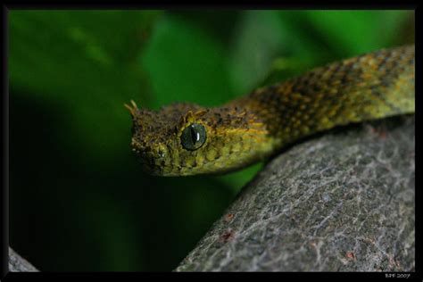 Atheris ceratophora 2 by BPFischer on DeviantArt