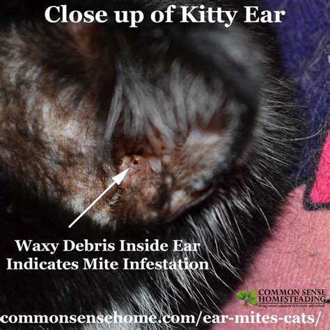Ear Mites in Cats - Easy Treatment, Plus Common Questions