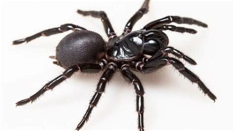 A Spider Venom-Based Molecule That Could Protect Your Heart From Attack ...