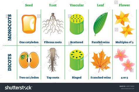 2 Monocot Dicot Example Images, Stock Photos & Vectors | Shutterstock