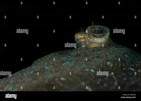 Eyes of a Peacock Flounder (Bothus lunatus) in the Lembeh Straits of Indonesia Stock Photo - Alamy