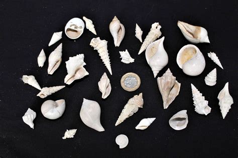 Set of seashell fossils - Eaton's Seashells Online Shop