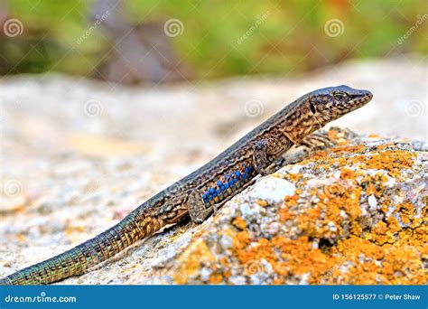 Emerging Lizard on Dragonera Island, in Majorca, Spain Stock Image ...