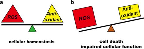 The balance between ROS and antioxidants. a Generated ROS are mainly... | Download Scientific ...