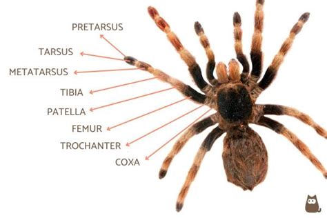 How Many Legs Does a Spider Have? - Functions, Structure, Characteristics